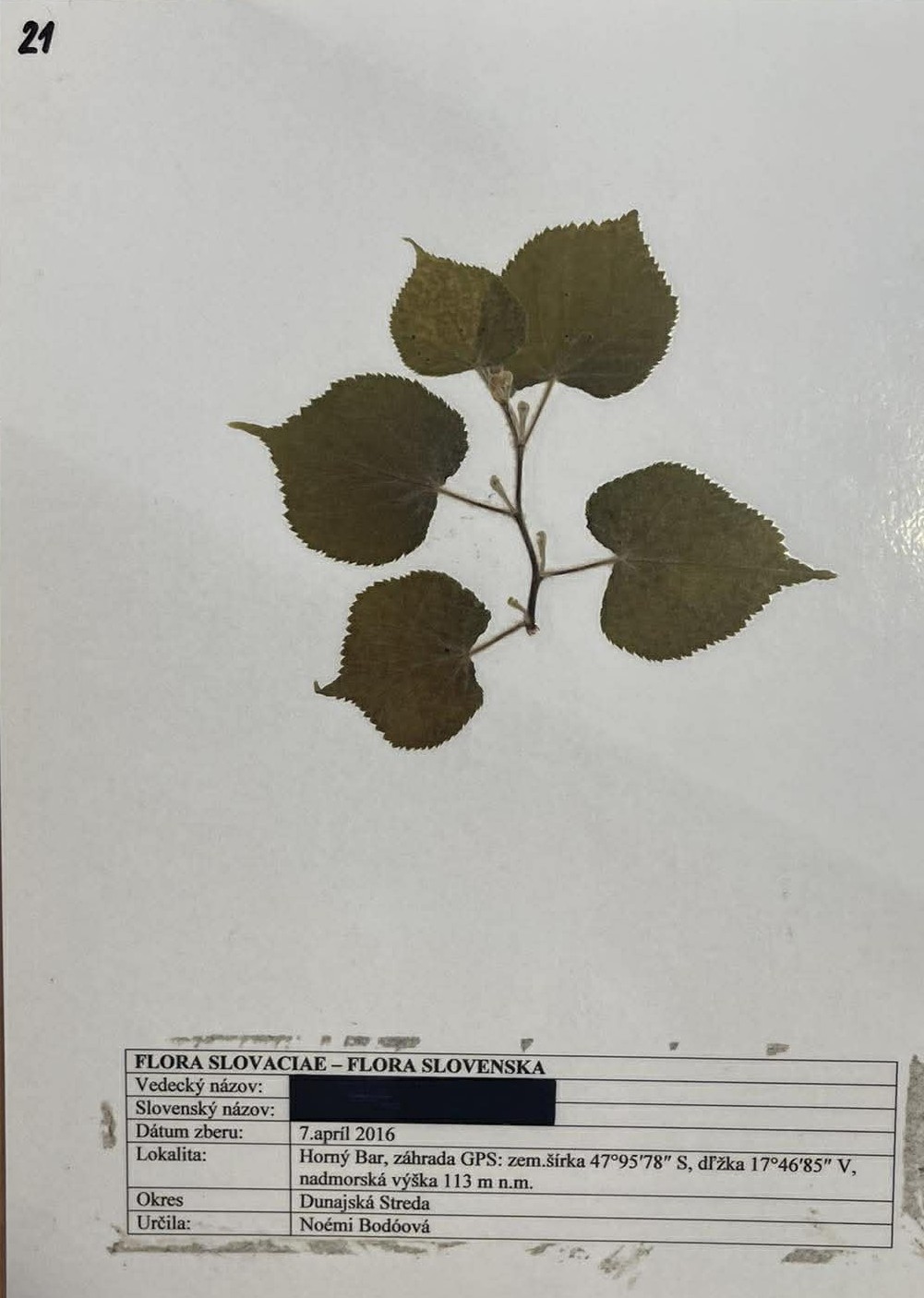Rastlina Tilia cordata